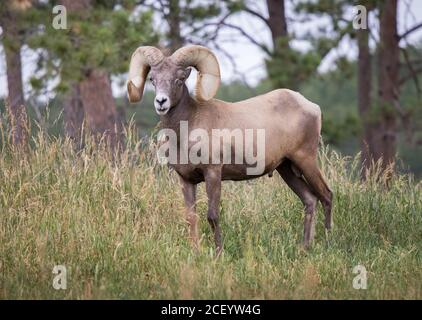 Bighorn Schafe in Bear Country USA in South Dakota Stockfoto