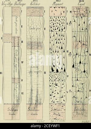 . Anatomie des Centers nerveux. Abb. 329. – Coupe transversalede lécorce cérébrale dun sup-plicié colorée au Picro-carmin.Gross. 250 Durchm. (daprès W.Vignal.) A .première couche de Meynert oucouche granuleuse. – B, deuxièmecouche de Meynert ou couche despetites cellules pyramidales. C, troisième couche de Meynertou couche des grandes cellules py-ramidales. – D, quatrième couchede Meynert ou couche des petitescellules irrégulières. - E, cin-quième couche de Meynert oucouche des cellules fusiformes. Struktur der lé-corce cérébrale. Zellules nerveuses. Fasern Radiées. Fasern transversa-les ou tang Stockfoto