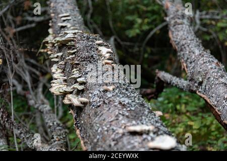 Conks wachsen auf einem umgestürzten Baum im finnischen Wald