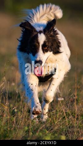 Happy White Schäferhund läuft Stockfoto