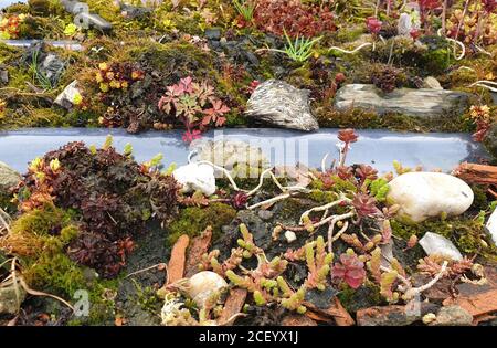 Eine Nahaufnahme von Sedum auf dem Dach eines Schuppen gepflanzt, nachhaltige und umweltfreundliche Dachgartenbepflanzung. Stockfoto