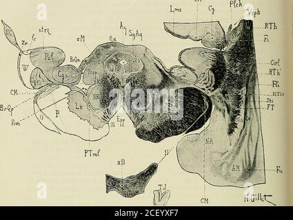 . Anatomie des Centers nerveux. sse le corpsgenouillÃ© externe (CGE), qui prÃ©sente ici laspekt cordiforme qui lui est parti-culier, ainsi que sa structure lamellaire caractÃ©ristique. CE Corps genouillÃ© externe(CGE) Nest pas encore ici en continuitÃ© avec la bandelette optique (II); il enest SÃ©parÃ© par la commissure de Meynert (CM) et par la Partie postÃ©rieure de lasubstance innommÃ©e de Reichert (STI). Le Segment rÃ©tro-lenticulaire de la capsule interne (Cirl) est intÃ©ressantÃ Ã©tudier, ainsi que sa Partie adjacente, iche en fibers et qui appartient Ã la sub-stance innommÃ©e de Reiche Stockfoto