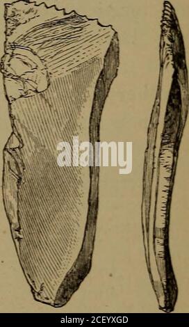 . Die alten Steinwerkzeuge, Waffen und Ornamente, von Großbritannien. Abb. 201. – Scamridge. Abb. 202. – West Cranraore. Blume, F.G.S., in einem Schubkarren bei West Cranmore, Somerset, in Gesellschaft mit zahlreichen Feuerstein-Flocken und einigen der runden Werkzeuge, die als Schaber bekannt sind. Ein Bronzedagger wurde im selben Schubkarren gefunden. In der Nähe von Xewhaven, Sussex, fand ich auf den Daunen eine flache Flocke, ca. 2£ Zoll lang, und leicht seitlich in Richtung des Punktes gebogen. An diesem Teil wird die innere Kurve fein säuberlich in eine Säge eingearbeitet und die äußere Krümmung als Nachputzwerkzeug zu einer abgerundeten Kante abgesplittert. Ein Feuersteinmesser mit Wellenschliff Stockfoto
