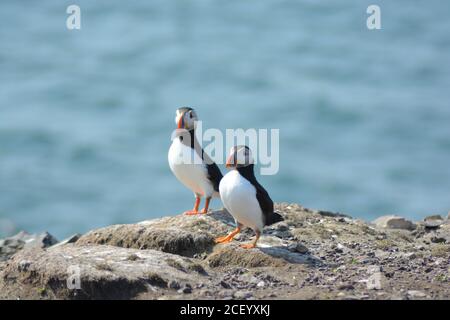 Ein paar süße Atlantische Papageientaucher (Fraterkula arctica) Während der Brutzeit am Rand der Klippe sitzend Von Mai bis Juni auf den Farne-Inseln Stockfoto