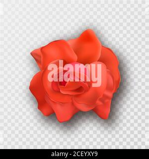 Rote Rose Blume Knospe mit Schatten auf einem isolierten transparenten Hintergrund.3D Ornament.Element für Design. Realistische Vektordarstellung. Stock Vektor