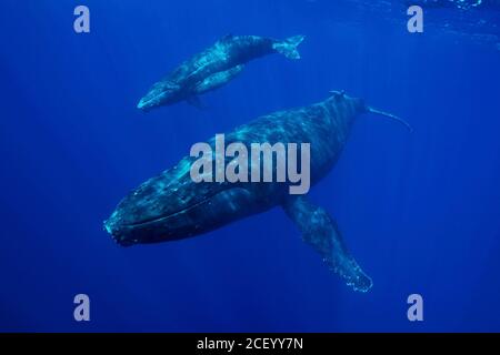 Eine Buckelwal-Mutter und ein Kalb gleiten durch das blaue Wasser des Pazifischen Ozeans auf den Hawaiian Islands Buckelwal National Marine Sanctuary vor der Küste von Kihei, Maui, Hawaii. Die Hawaiianischen Inseln sind die wichtigsten Winterzuchtgebiete für die nordpazifische Buckelwal-Population. Stockfoto