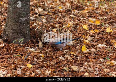 Ein Eichelhäher im Herbstwald sammelt Nüsse und schaut auf die Kamera. lat. Garrulus glandarius. Ein neugieriger melierter singvogel unter den herbstlichen Blättern. Stockfoto