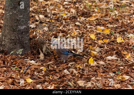 Ein Eichelhäher im Herbstwald sammelt Nüsse und schaut auf die Kamera. lat. Garrulus glandarius. Ein neugieriger melierter singvogel unter den herbstlichen Blättern. Stockfoto