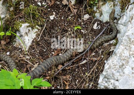 Würfelschlange, Natrix tessellata im Nationalpark Plitvice, Kroatien in Europa. Die Würfelschlange ist eine eurasische, nicht giftige Schlange, die zur Familie Co gehört Stockfoto