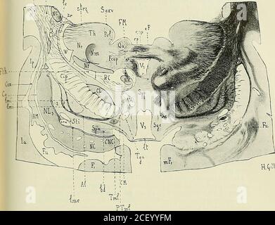 . Anatomie des Centers nerveux. NRA), le faisceau rétroflexe de Meynert (FM), la partieinférieure du ganglion de lhabénula et les fibers de la commissure postérieure(Cop). Une petite cavité, le récessus de la glande pinéale (recessus pinealis) (rp)divise la commissure postérieure (Cop) en deux parties : lune antérieure ouventrale, dont les fibers se pordent en dehors, et entrent sur les coupés sui-vantes dans la Constitution de la calotte; Lautre postérieure qui appartient au sys-tème thalamique et pénètre dans le pulvinar (Pu), dont elle concourt à former unepartie du Stratum zonale (strz). Stockfoto