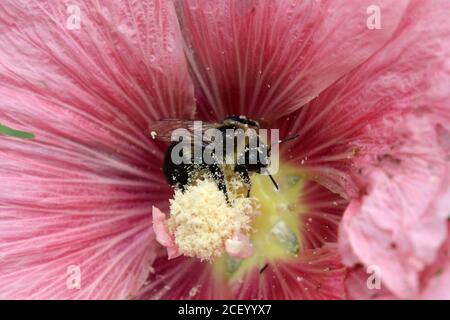 Hummeln in Blumenpflaster Stockfoto