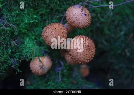 Pholiota squarrosa, allgemein bekannt als die shaggy scalycap, der Zottige Pholiota Pholiota, oder die Schuppige, ist eine Pflanzenart aus der Gattung der Pilz in der Strophariaceae Stockfoto