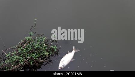 Totes Silberkarpfen (Hypophthalmichthys molitrix) im Teich. Fischzucht und Tod durch Sauerstoffmangel und Wasserverschmutzung in Südostasien Stockfoto