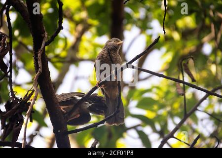 Ceylon Rufous Babbler (Turdoides rufescens) mit Jungfischen (Winternisten in der Stadt). Sri Lanka endemische Arten, Dezember Stockfoto