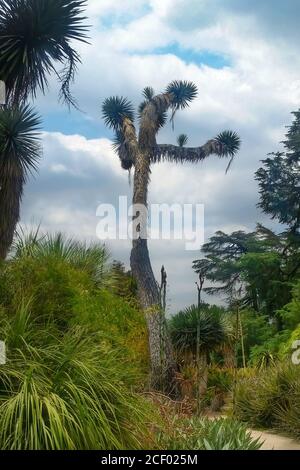 Ein großer Joshua-Baum tanzt gegen den blauen Himmel wie einige Kaktus Rohr Mann feiert mit seinen Armen in der Luft Wie es einfach nicht kümmern Lager frei Stockfoto