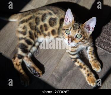 Reine Rasse Bengalen männlichen Kätzchen / Katze Stockfoto