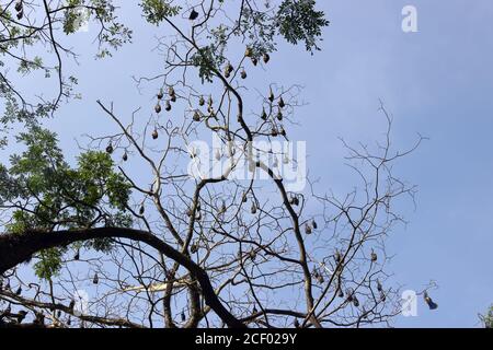 Viele indische fliegende Fuchs (Pteropus giganteus) hängen von Baum in halbLaubwald während der Tagesruhe, Winter. Schädlinge von Obstkulturen, Gegenstand der Jagd Stockfoto