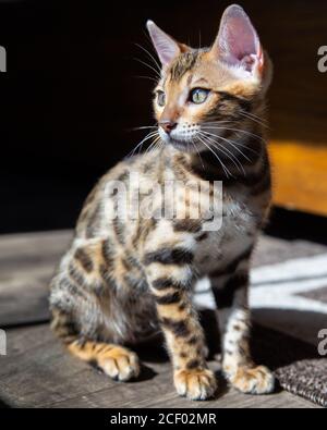 Reine Rasse Bengalen männlichen Kätzchen / Katze Stockfoto