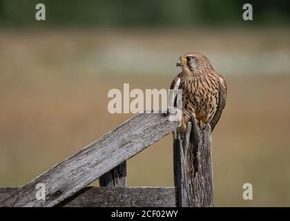 Weibliche Turmfalke am Tor Stockfoto