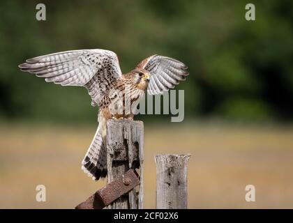 Weibliche Turmfalke Landung auf Zaun Stockfoto