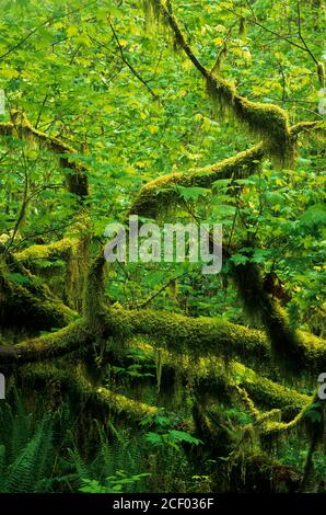 Vine Maple auf Hall of Mosses Trail, Olympic National Park, Washington Stockfoto