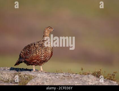 Moorschneehuhn in Heather Stockfoto