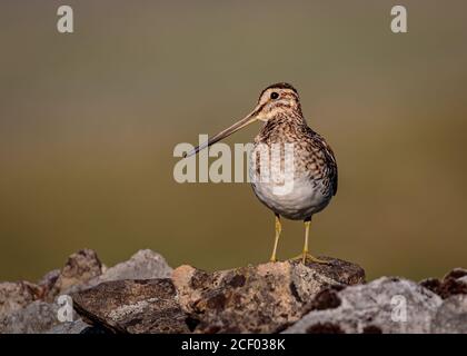 Schnüpfe an der Trockensteinwand Stockfoto