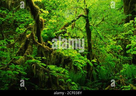 Rebe Ahorn entlang Marymere Falls Trail, Olympic National Park, Washington Stockfoto