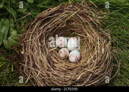 Nahaufnahme eines Dunkeläugigen junco-Vogelnests mit vier Eier eingebettet in die Gräser Stockfoto