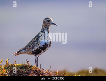 Golden Plover wacht auf dem Moor Stockfoto