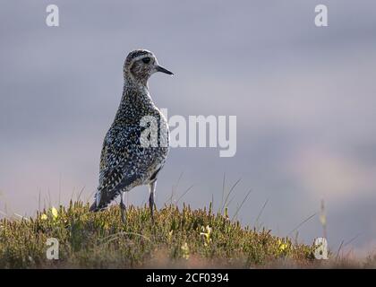 Golden Plover wacht auf dem Moor Stockfoto