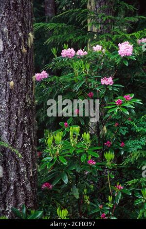 Pazifische Rhododendron (Rhododendron Macrophyllum) auf Mt Walker, Olympic National Forest, Washington Stockfoto