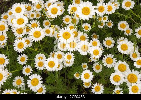 Wild white daisies and red poppies in the field. Stockfoto