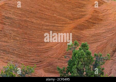 Versteinerte Dünen im Snow Canyon State Park, Ivins, Utah, USA Stockfoto