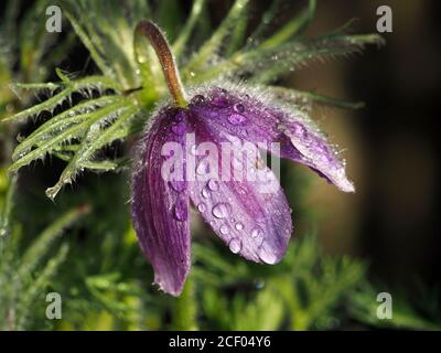 Tautropfen fangen die Morgensonne auf seidig violetten Blütenblättern der japanischen Anemone Blume (Anemone hapehensis var. japonica) in Cumbria, England Stockfoto