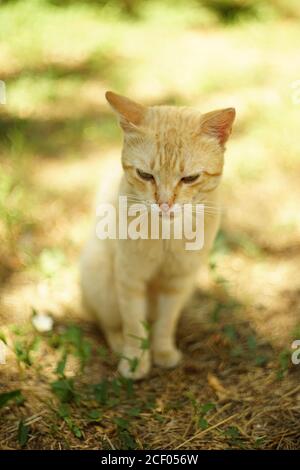 Ingwer Katze sitzt im Sommergarten Stockfoto