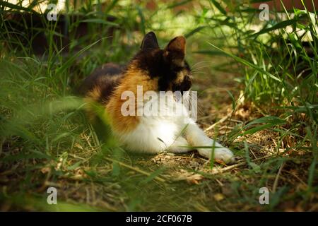 Tricolor Katze ruhen auf dem Sommer grünen Gras Stockfoto