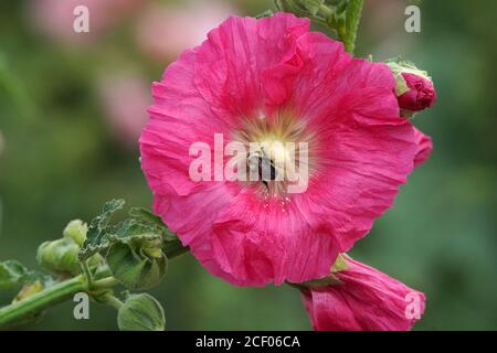 Hummeln in Blumenpflaster Stockfoto