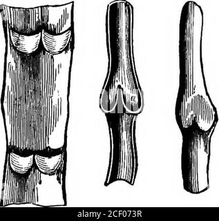 . Menschliche Physiologie. Abb. 122. -Kapillare Blutgefäße im Netz eines Froschfußes, wie mit dem Mikroskop gesehen. A, kleine Arterie; b, Kapillaren; c, smallvene. Die Pfeile zeigen den Blutfluss. Abb. 123. - Diagramm, das die Klappen der Adern zeigt. A, Teil einer offenen Ader, mit zwei Klappen. b, Längsschnitt einer Ader, zeigt die Klappen geschlossen. c, Teil einer gestreckten Ader, ex-hibiting eine Schwellung an einem Paar Klappen. Die meisten Venen sind auch mit Klappen wie die Halbklappen des Herzens, manchmal in sehr kurzen Abständen angeordnet.Alle diese Klappen sind mit ihren angeordnet Stockfoto