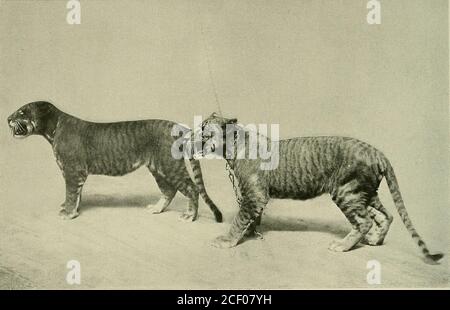 . Animal Life und die Welt der Natur; EIN Magazin der Naturgeschichte. Die Maultiere von Pferden und Eseln haben starke mütterliche Instinkte und werden sogar Milch entwickeln und junge Fohlen säugen, die sie von ihren wahren Müttern abführen können, es gibt, glaube ich, keine echte aufgezeichneten Instanz eines solchen Maultieres, das eigene Nachkommen hervorbringt. Akeady, verstehe ich, Mr.Hagenbeck hat den großen Löwen-Tiger-Hybrid mit anderen reinrassigen Katzen, aber mit Noresult, verpaart. Darwin hat in seinem Artherkunft schon lange darauf hingewiesen, dass Hybriden aus zwei Arten stammen, die sehr schwer zu kreuzen sind und welche ra Stockfoto
