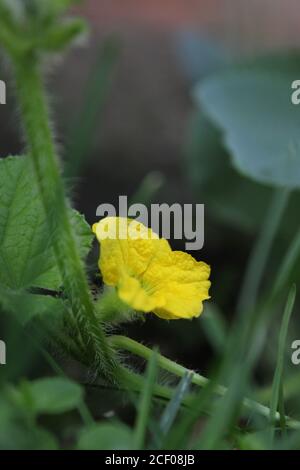 Eine üppige Gurkenpflanze, die im urbanen Bio-Garten wächst. Stockfoto