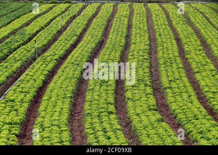 Salatplantage in brasilianischer familiärer Farm Stockfoto