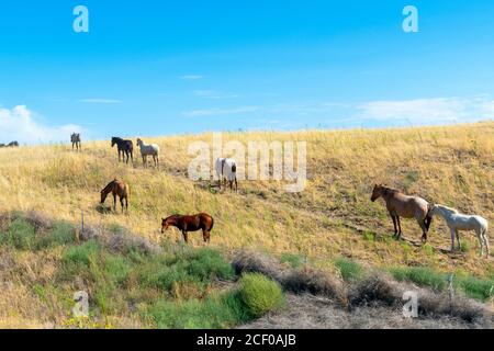 Eine Horde grast auf einem Hügel in der Hochwüstenlandschaft von Washtucna Washington, USA Stockfoto