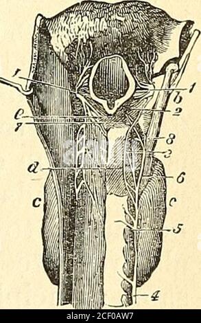 . Ein Text-Buch über Physiologie: Für den Einsatz von Schulen und Hochschulen: Als eine Kürzung der größeren Arbeit des Autors über die menschliche Physiologie. ig. Abb. 117 ist die hintere Ansicht des Arynx: A, Zungenbasis; b, poste-rior-Grenze des Schilddrüsenknorpels; c,Schilddrüsenkörper; CZ, hinterer crico-aryte-noid Muskel; e, arytenoid Muskel; 1 1, überlegener Laryngeal, der die Supe-rior thyro-hyoide Membran durchquert und die lingualen und epiglottischen Äste gibt, und andere an der Schleimhaut, die das hintere Gesicht des Kehlkopfes bedeckt; 2, Zweig für den Arytenoidmuskel; 3, anas-Tomose von Galien; 4, ableiten Stockfoto