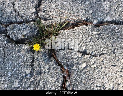 Starke kleine gelbe Blume wächst durch rissige Pflaster, ein Symbol der Hoffnung durch Widrigkeiten. Stockfoto