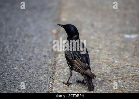 Starling männlichen Vogel auf der Suche nach Nahrung auf dem Bürgersteig am Meer, schöne Leuchtdichte Feder Textur Muster Stockfoto