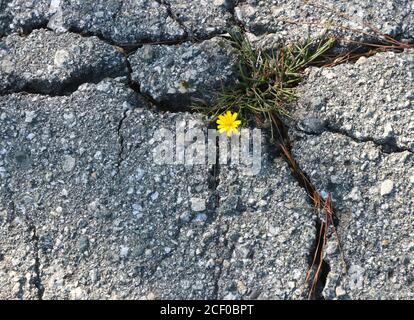 Starke kleine gelbe Blume wächst durch rissige Pflaster, ein Symbol der Hoffnung durch Widrigkeiten. Stockfoto