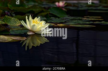 Nahaufnahme einer blassgelben Lotusblume und mehreren lily Pads schwimmen in einem stillen Teich aus dunklem Wasser Stockfoto