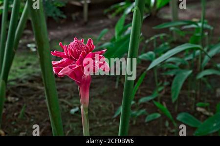 Nahaufnahme einer Etlingera-Elatiorblüte, auch bekannt als „Fackel-Ingwer“ Stockfoto