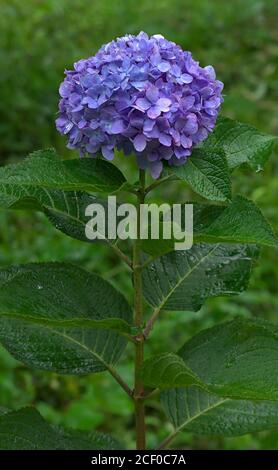 Nahaufnahme einer leuchtend violetten Hortensienblüte nach dem Duschen Spät an einem Sommernachmittag Stockfoto